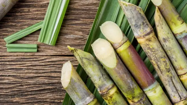 #PakistanSugarMillsAssociation #canecommissioner #agriculture #PSMA #punjab #Sindh #KPK #AgriPakistan #PakistanAgricultureDialogue #Sugarcane #Sugar #ChiefSecretaryPunjab #SugarcaneFarmers #SugarPrices #Fertilizer #Pakistan #Kissan #Brazil #weather #allpakistankissanittehad #agriculturedeptpunjab #india #SindhGovernment #SugarExport #weather #rain #climate #climatechange #globalwarmingisreal