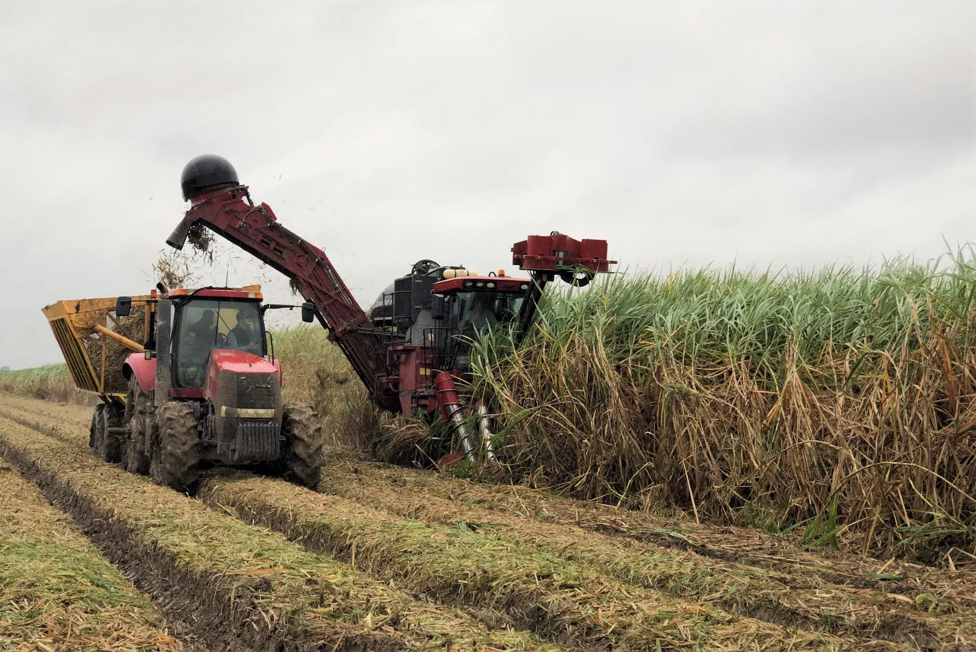 #PakistanSugarMillsAssociation #canecommissioner #agriculture #PSMA #punjab #Sindh #KPK #AgriPakistan #PakistanAgricultureDialogue #Sugarcane #Sugar #ChiefSecretaryPunjab #SugarcaneFarmers #SugarPrices #Fertilizer #Pakistan #Kissan #Brazil #weather #allpakistankissanittehad #agriculturedeptpunjab #india #SindhGovernment #SugarExport #weather #rain #climate #climatechange #globalwarmingisreal